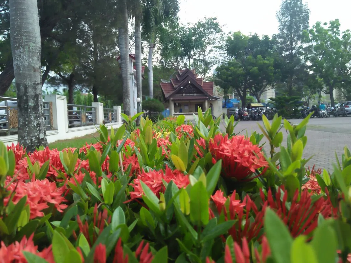 Mengambil Photo Bunga Jarum yang berjejer Indah.jpg