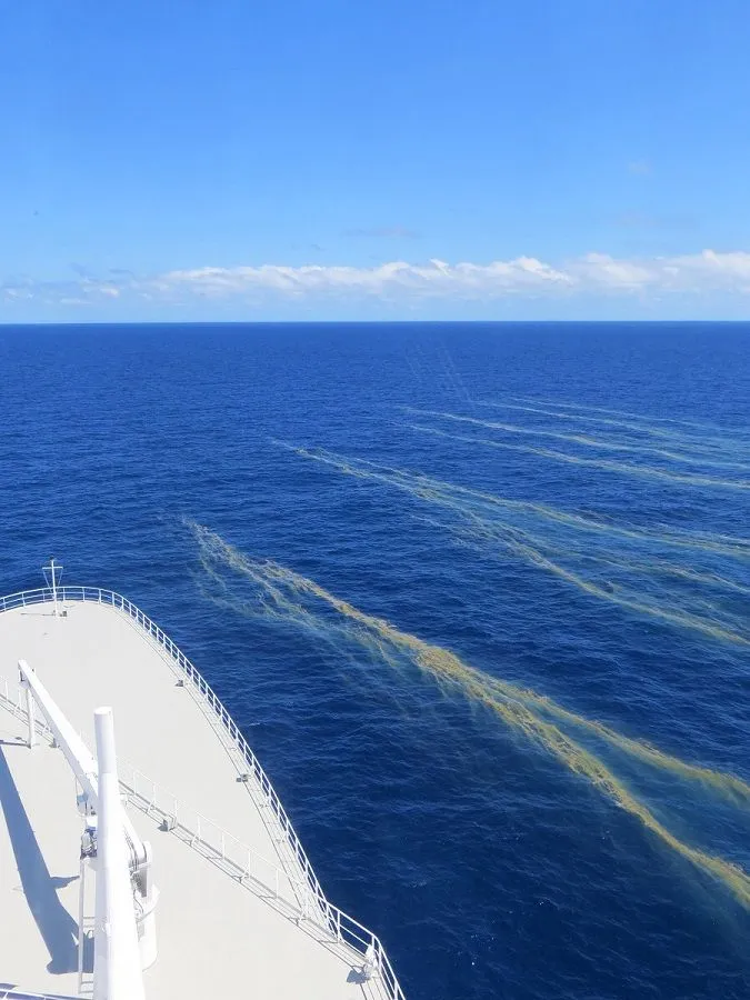 Trichodesmium_bloom_off_Great_Barrier_Reef_2014-03-07_19-59.jpg