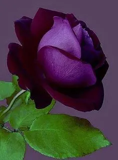 7e51cf8aac90fa2379efd9e0a8768f5b--purple-roses-rose-flowers.jpg