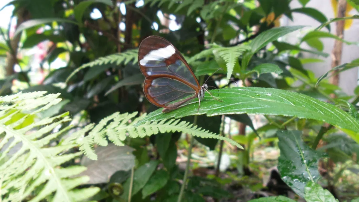 mariposario-el-valle-anton-travel-panama-anabell-hilarski14.jpg