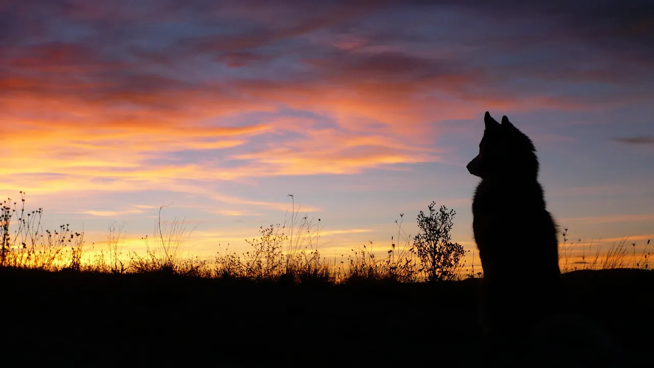 horizon-silhouette-cloud-sky-sun-sunrise-1168630-pxhere.com.jpg