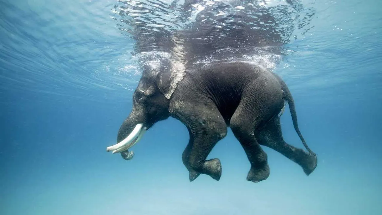 Source: https://www.cntraveller.in/story/andamans-last-swimming-elephant-no-more/