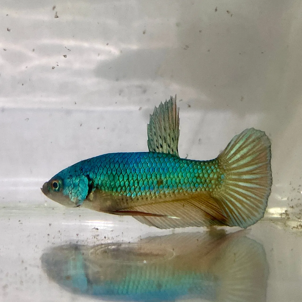 Betta splendens