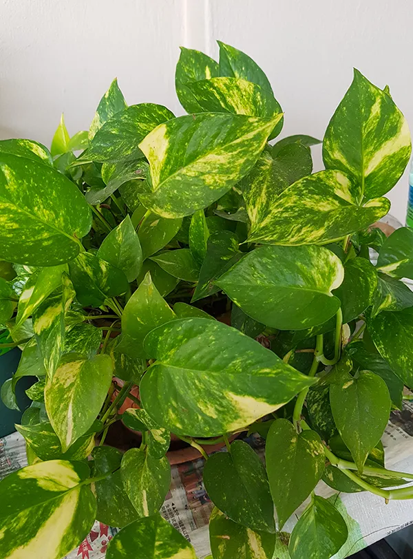 Money tree01.jpg