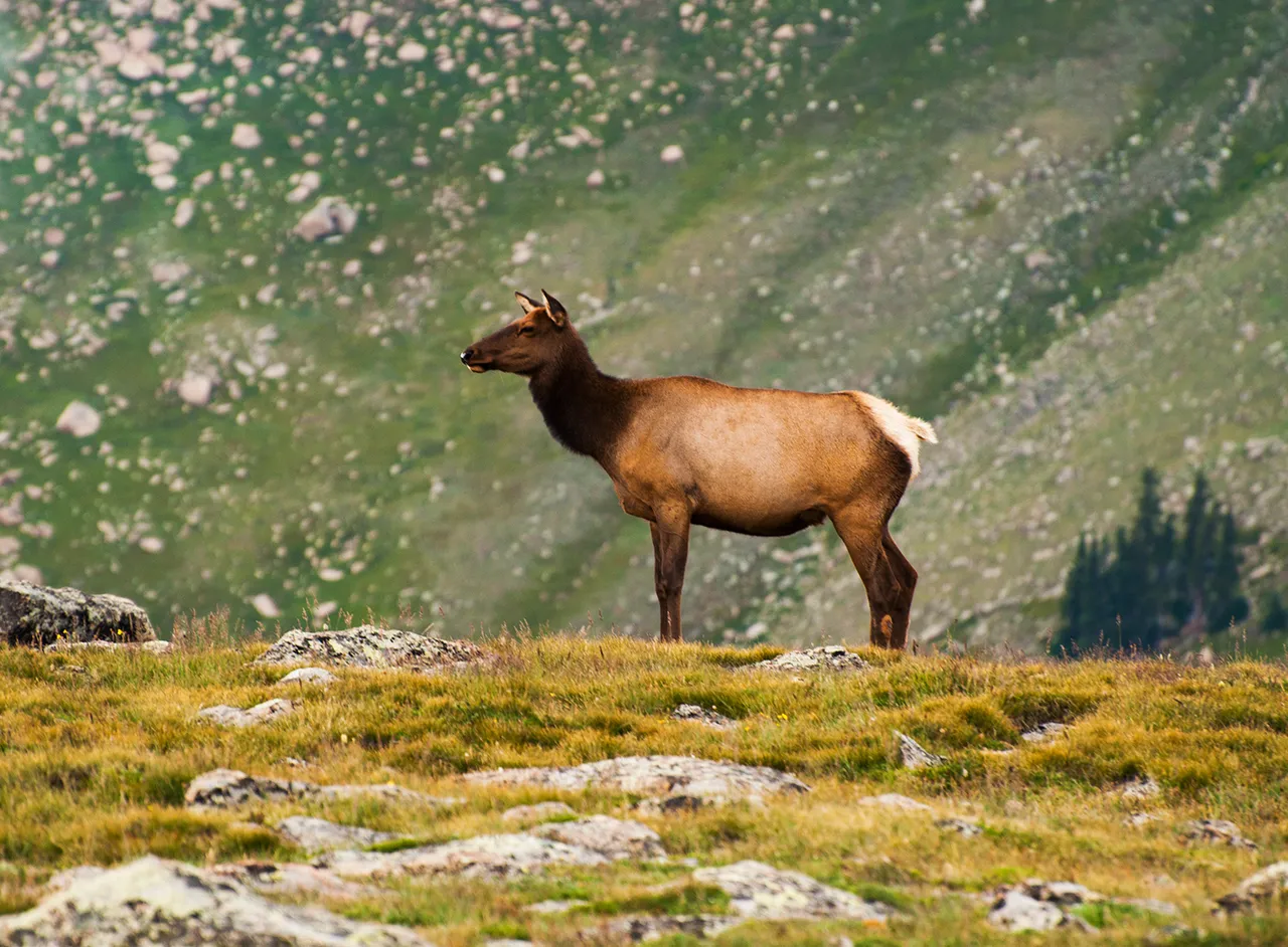 alpineelksmall.jpg