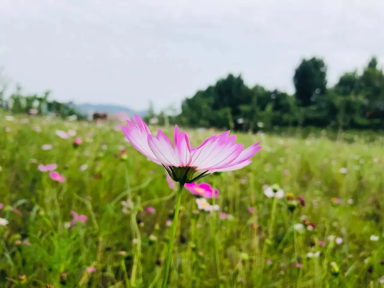 20190712183515.jpg