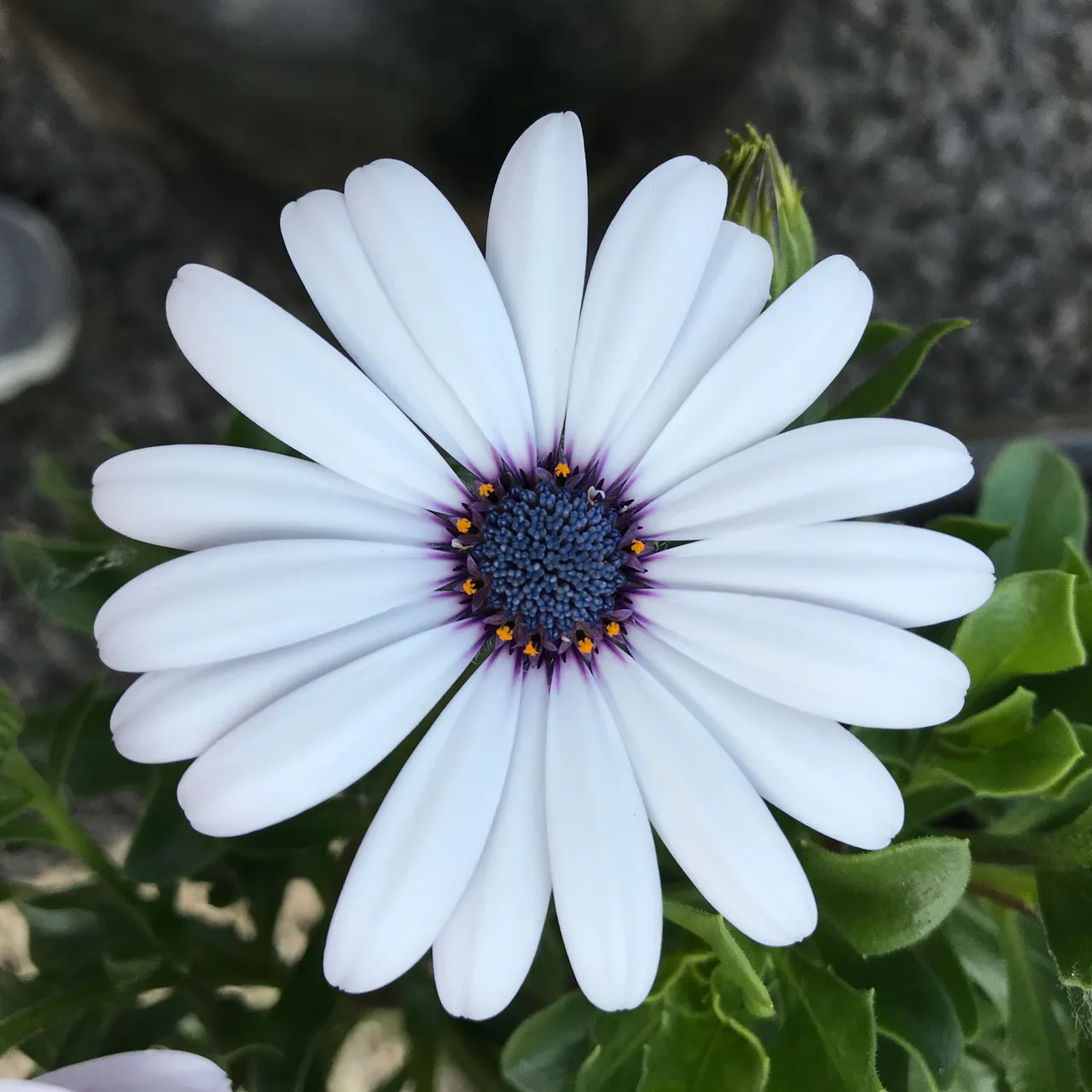 White flower.JPG