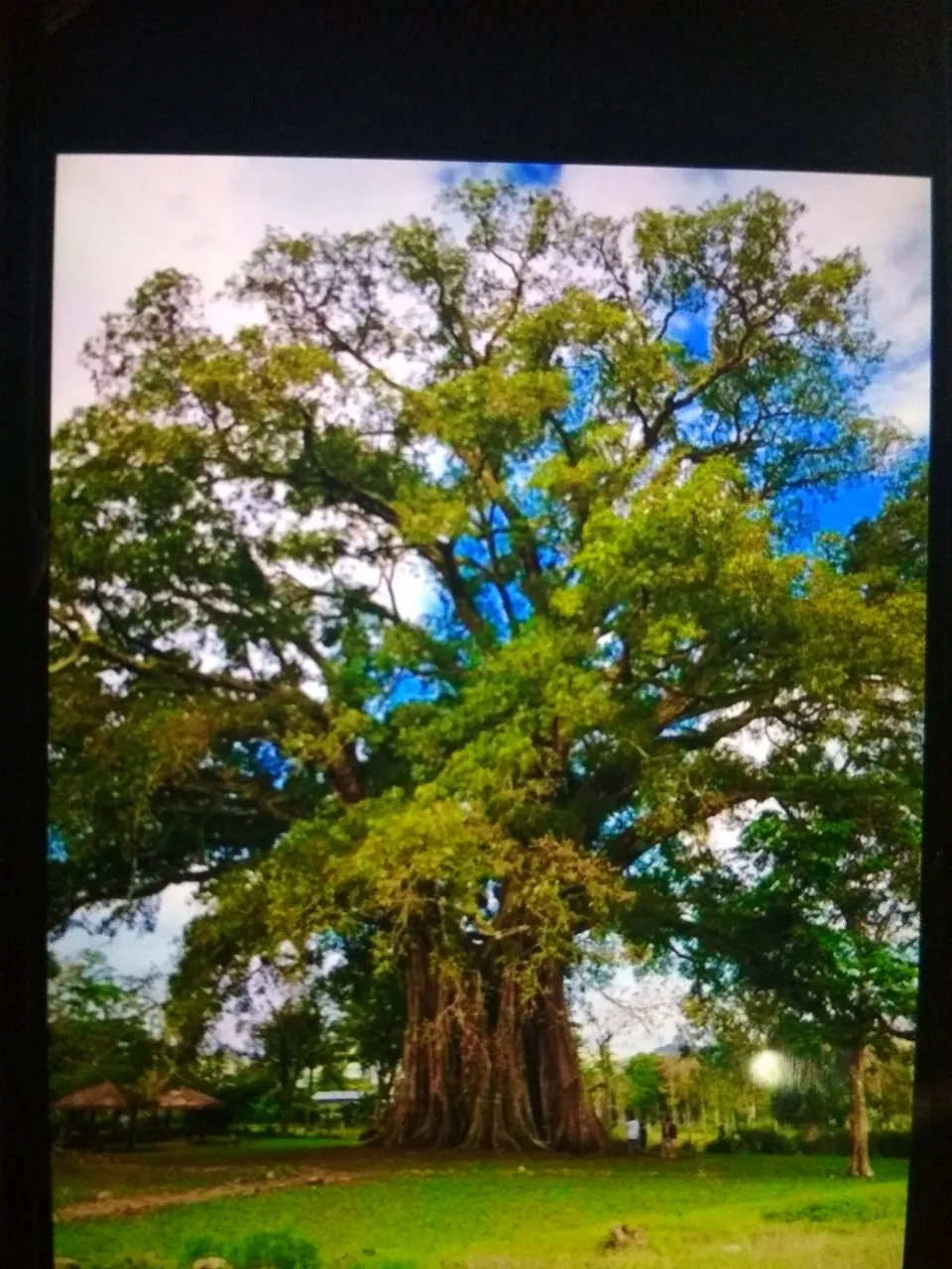century tree.jpg