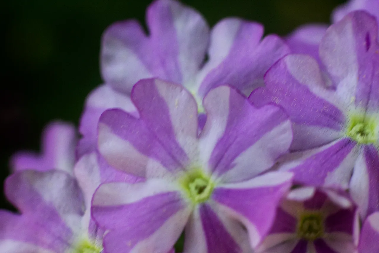 PinkAndWhite_1.jpg