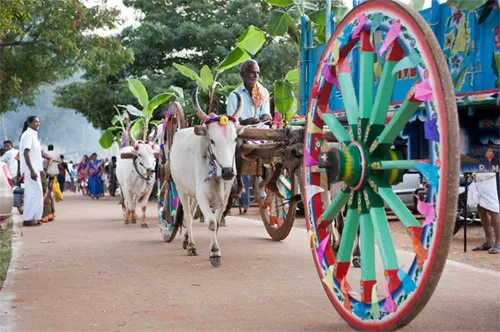 Kaanum-Pongal_.jpg