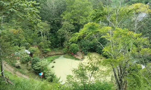 Kedah Leuser.jpg