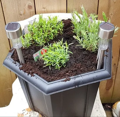 Lavender pot.jpg