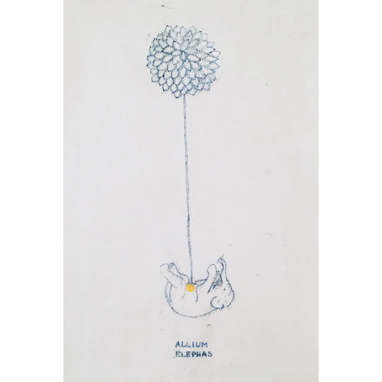 allium_elephas.jpg