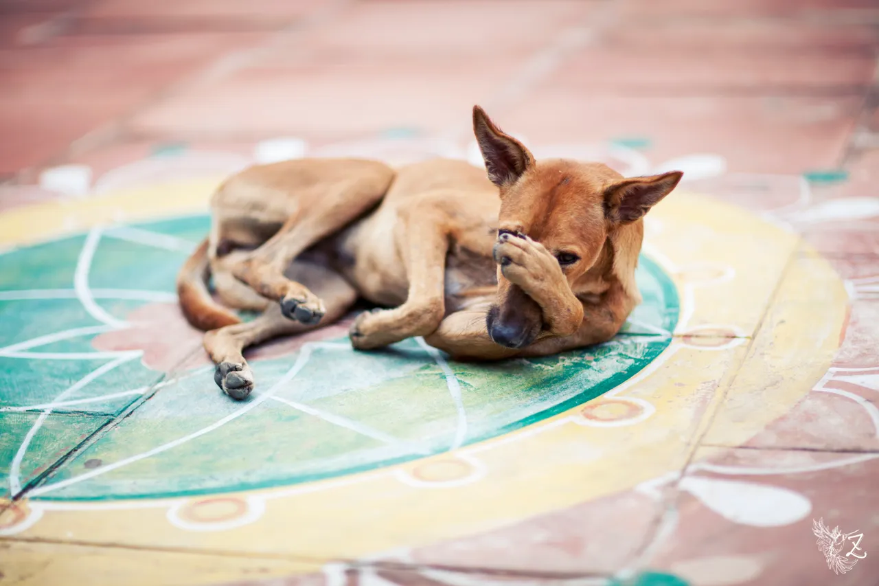 india-shydog-5.jpg