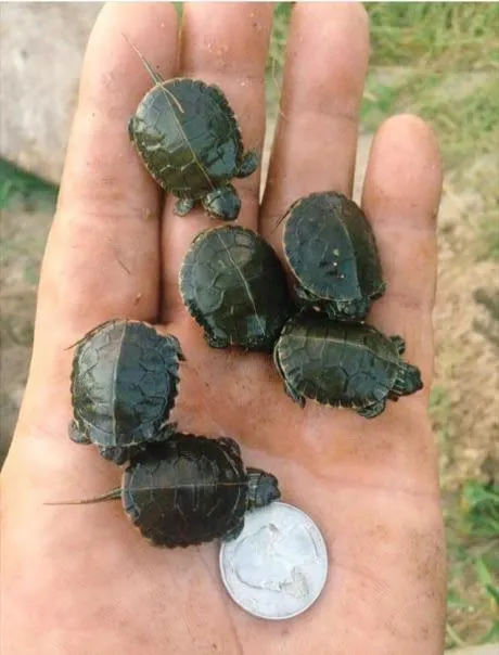 baby turtels.jpg