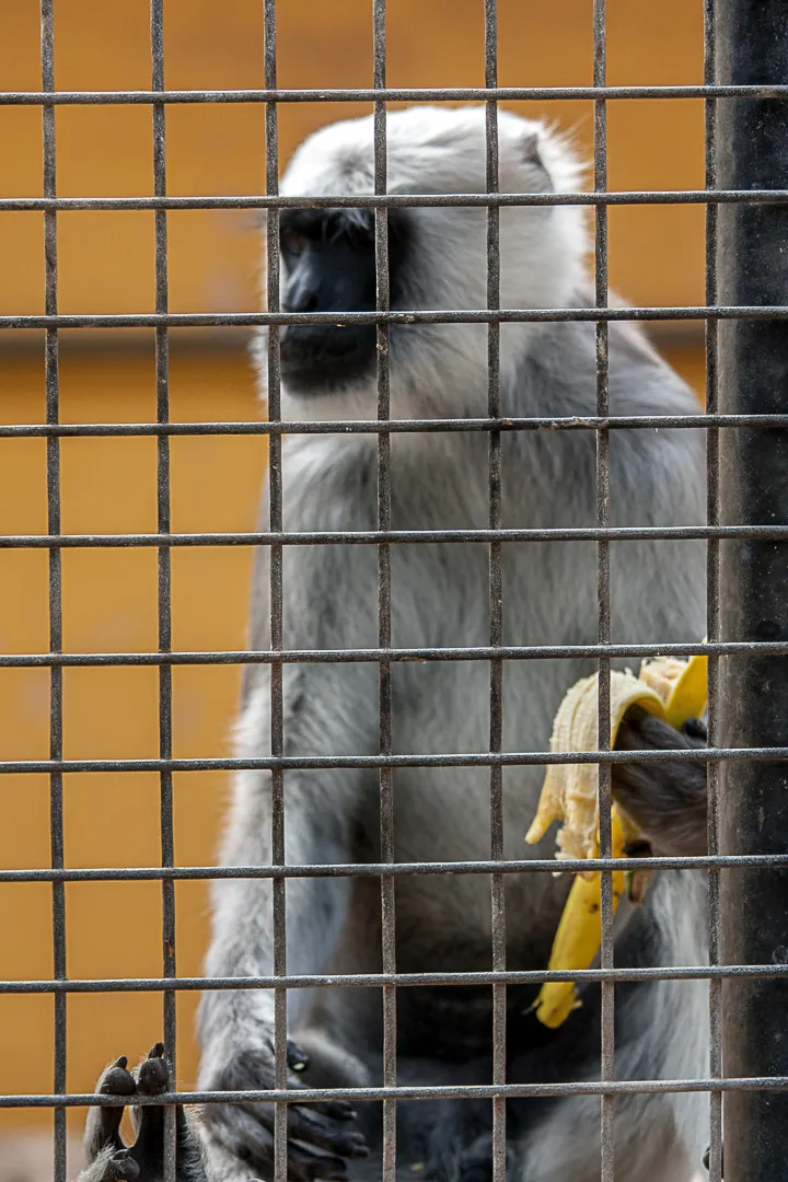 monkeypark-106.jpg