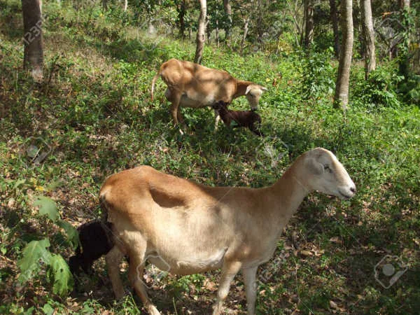 pelibuey-sheep.jpg