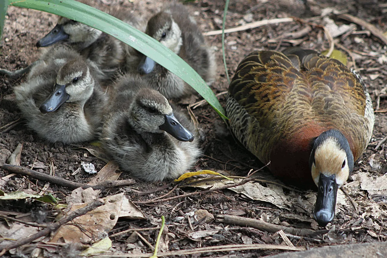 1580-Ducklings.png