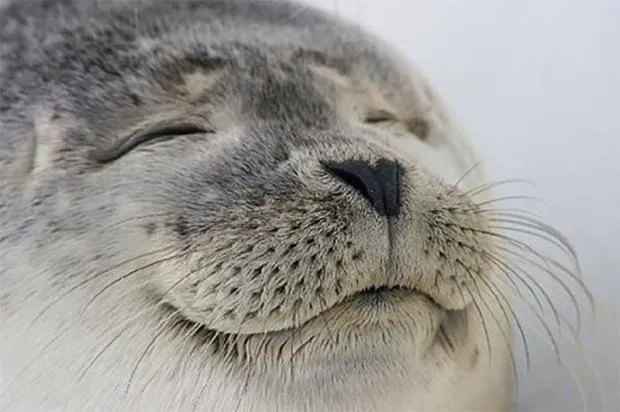 Satisfied-Seal.jpg