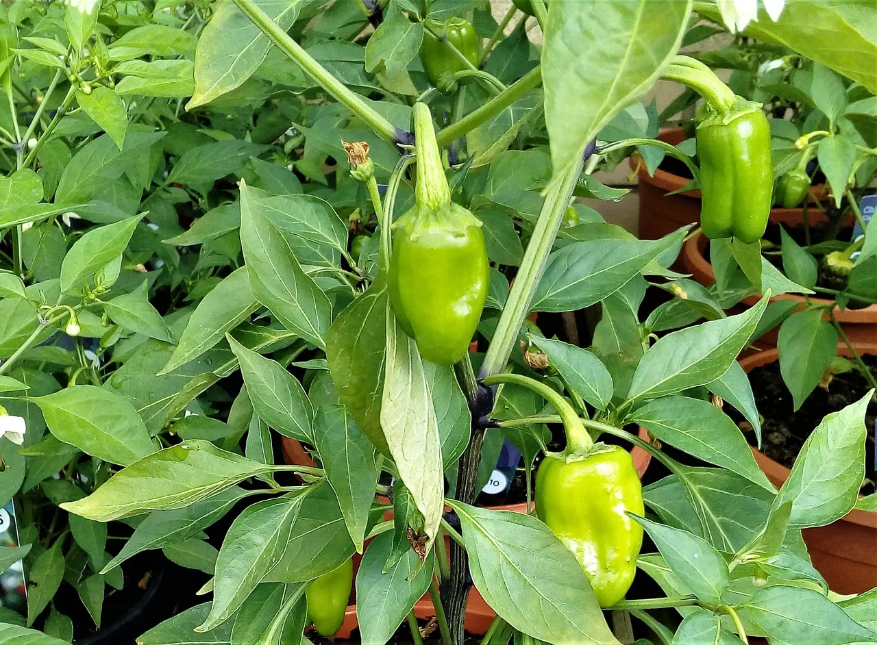 green chilli.jpg