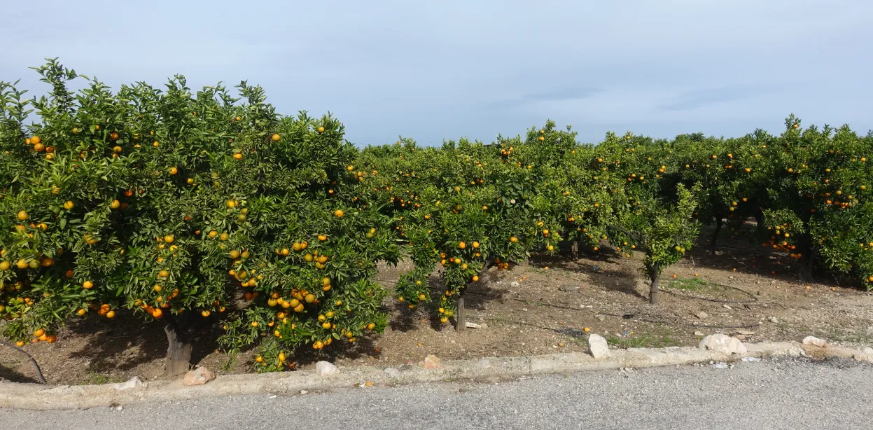 Orange Trees.png