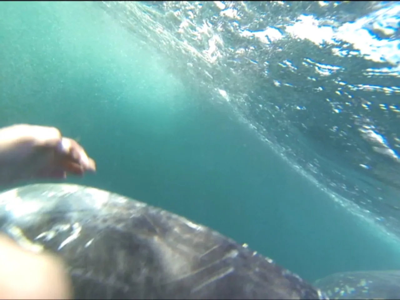 whale_tail_fin.jpg