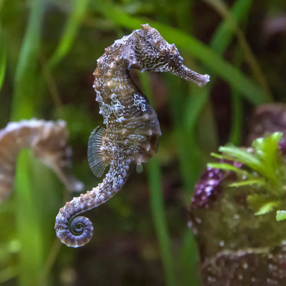 lined-seahorse.jpg