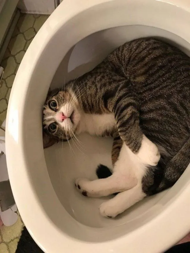 bcu-cat-toilet.jpg