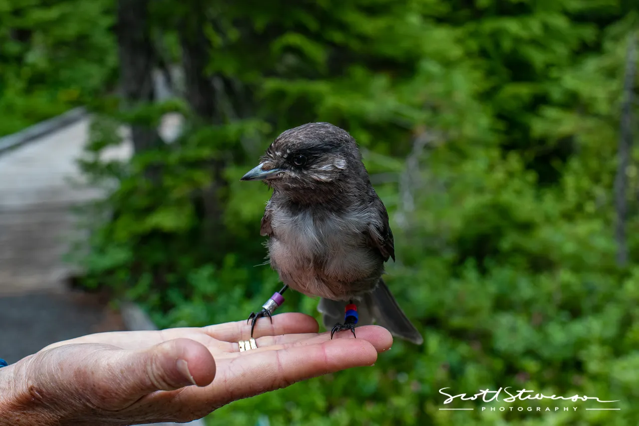 Canada Jay-4.jpg