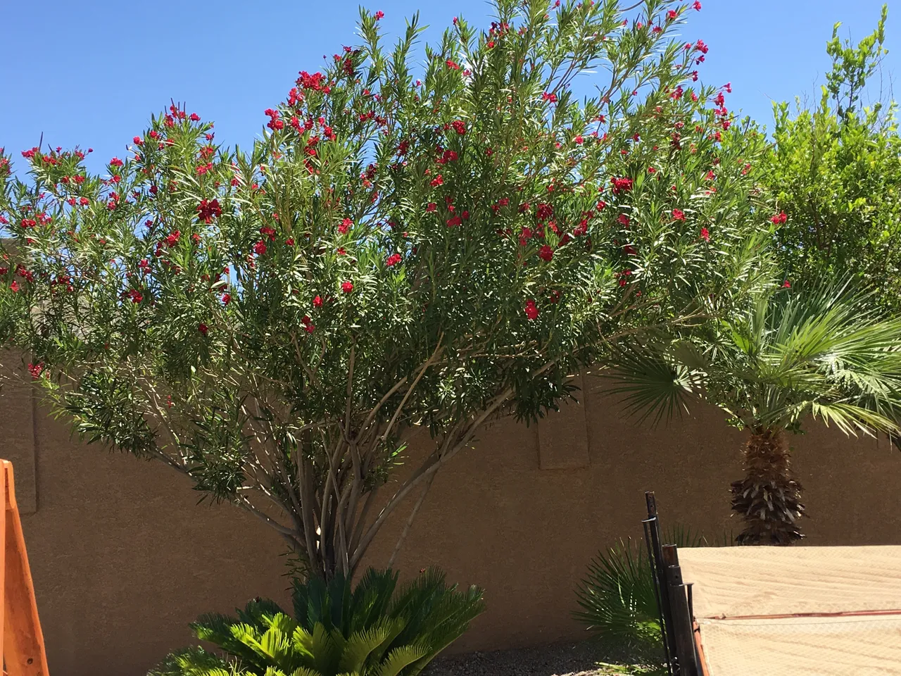 oleander red.JPG