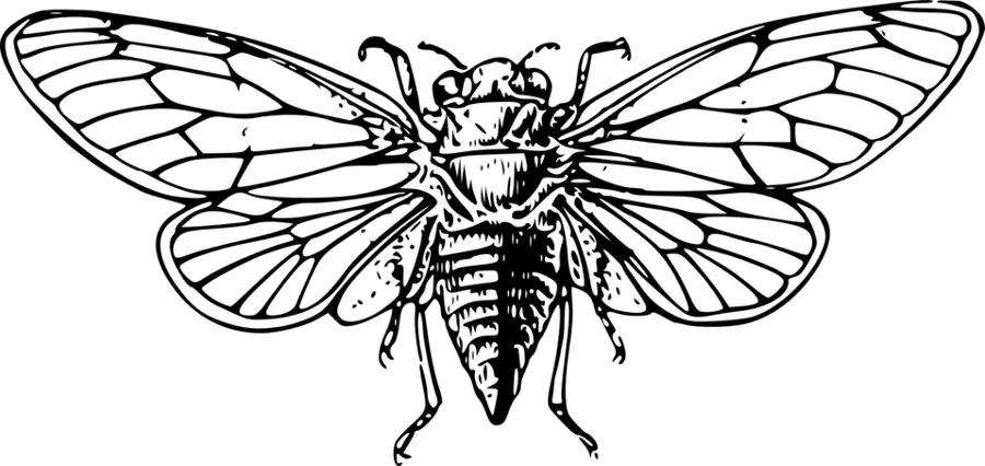 cicada_clipart.jpg