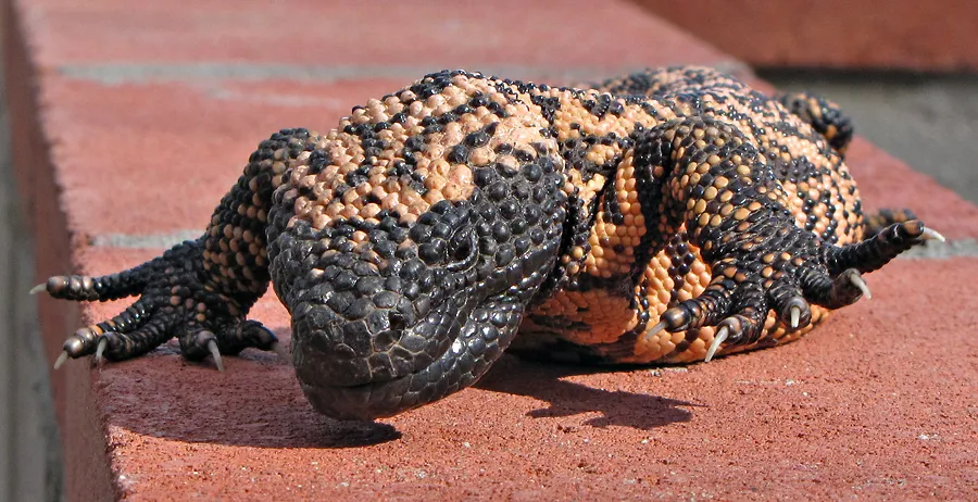 gila monster.jpg