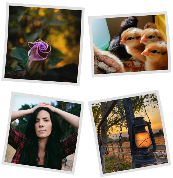 llfarms_mosaic.jpg