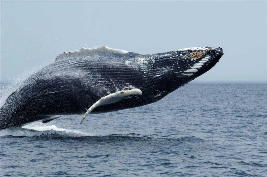 humpbackbreach.jpg