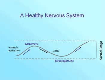 nervoussystem3.jpg