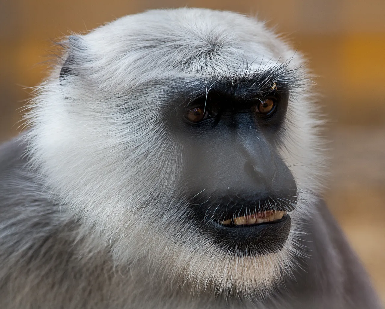monkeypark-100.jpg