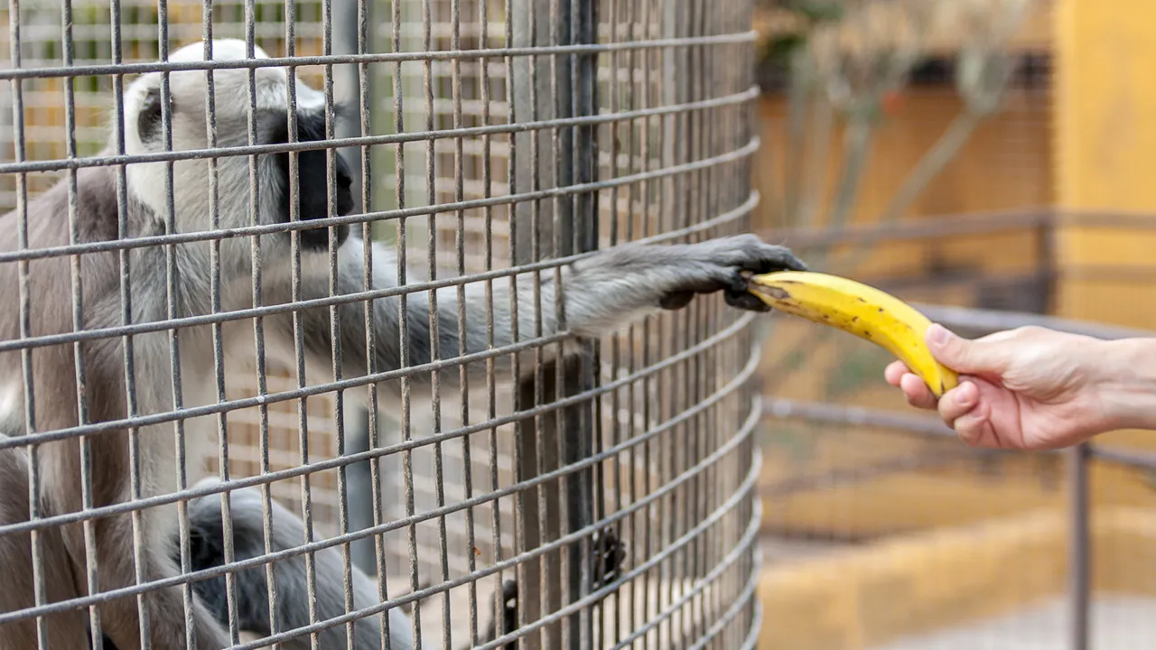 monkeypark-104.jpg