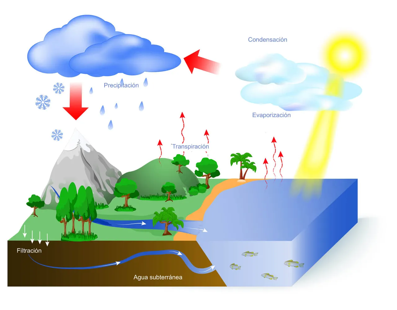 Ciclo-del-Agua.jpg