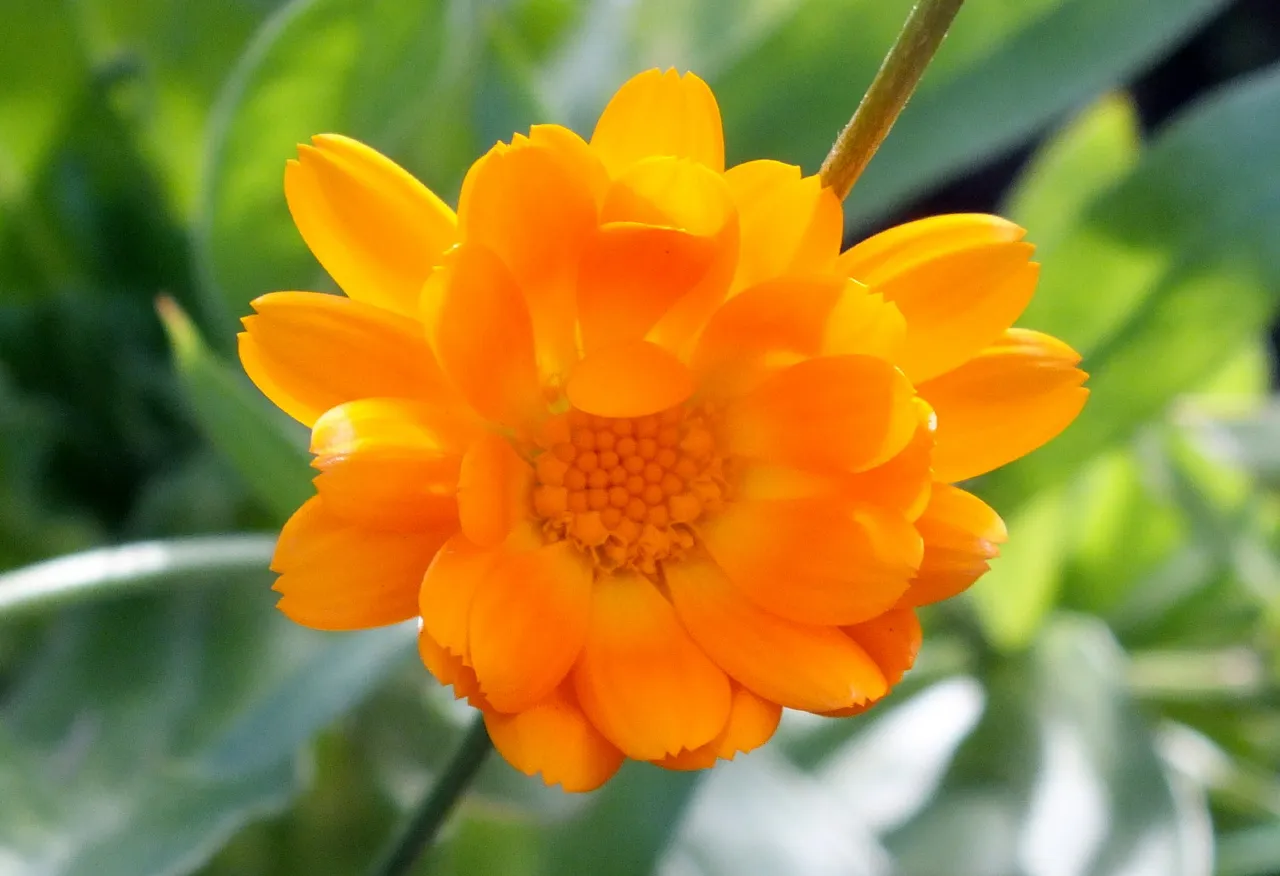 1148-Calendula.jpg