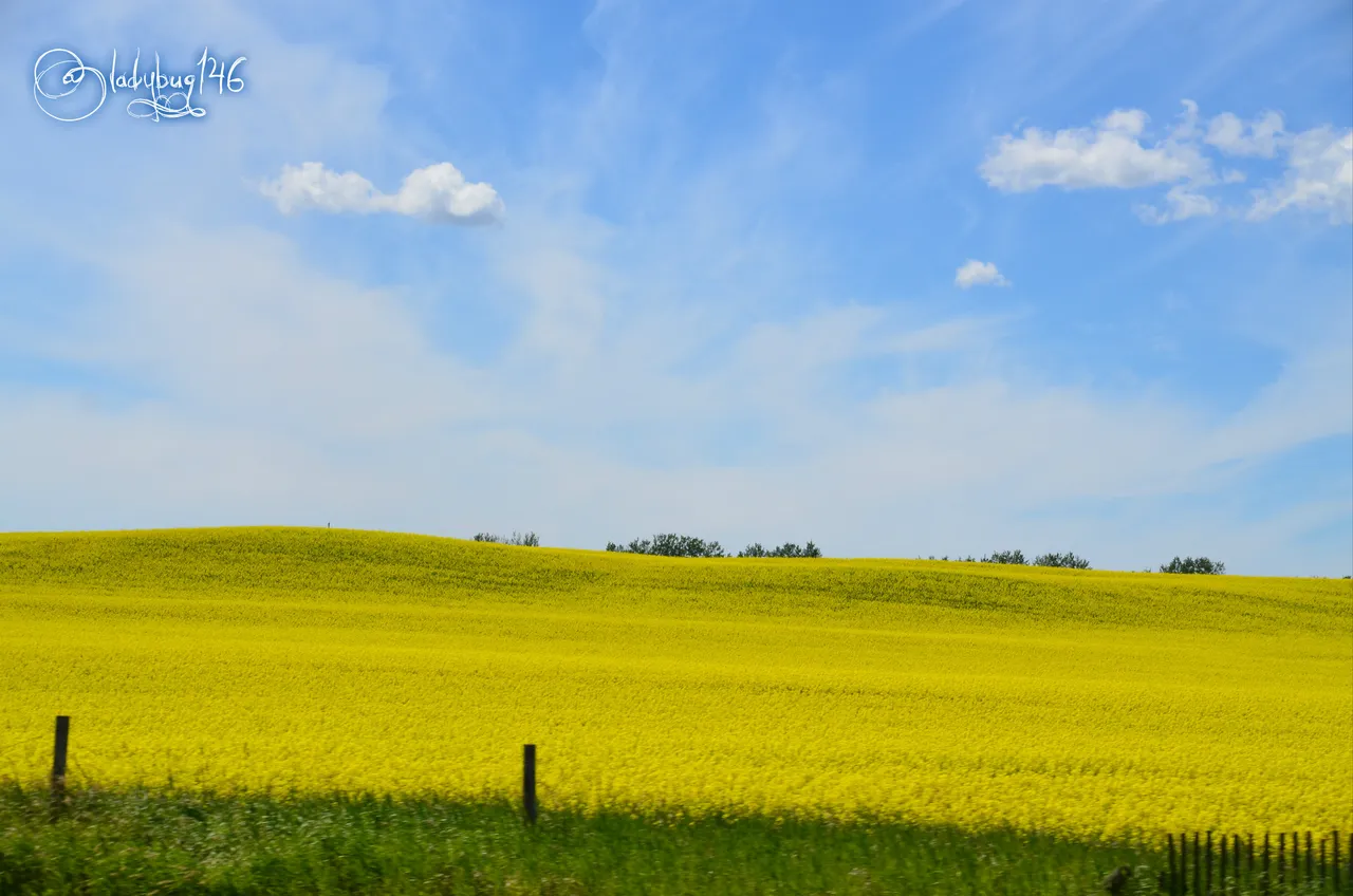 canola field.jpg