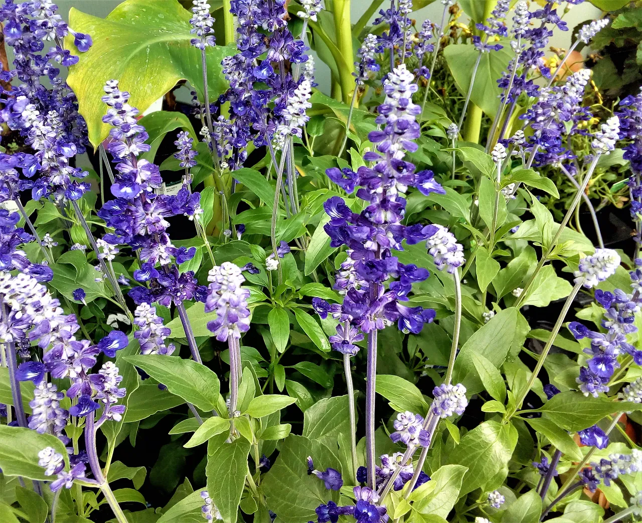blue flowers.jpg