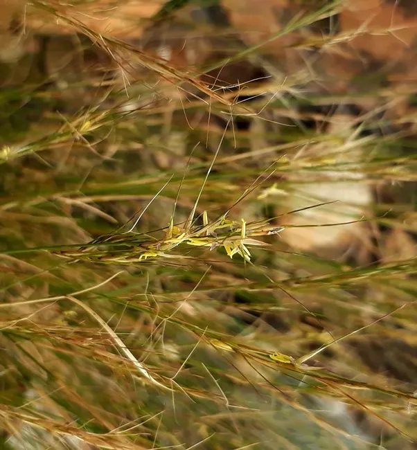 grass flower.jpg