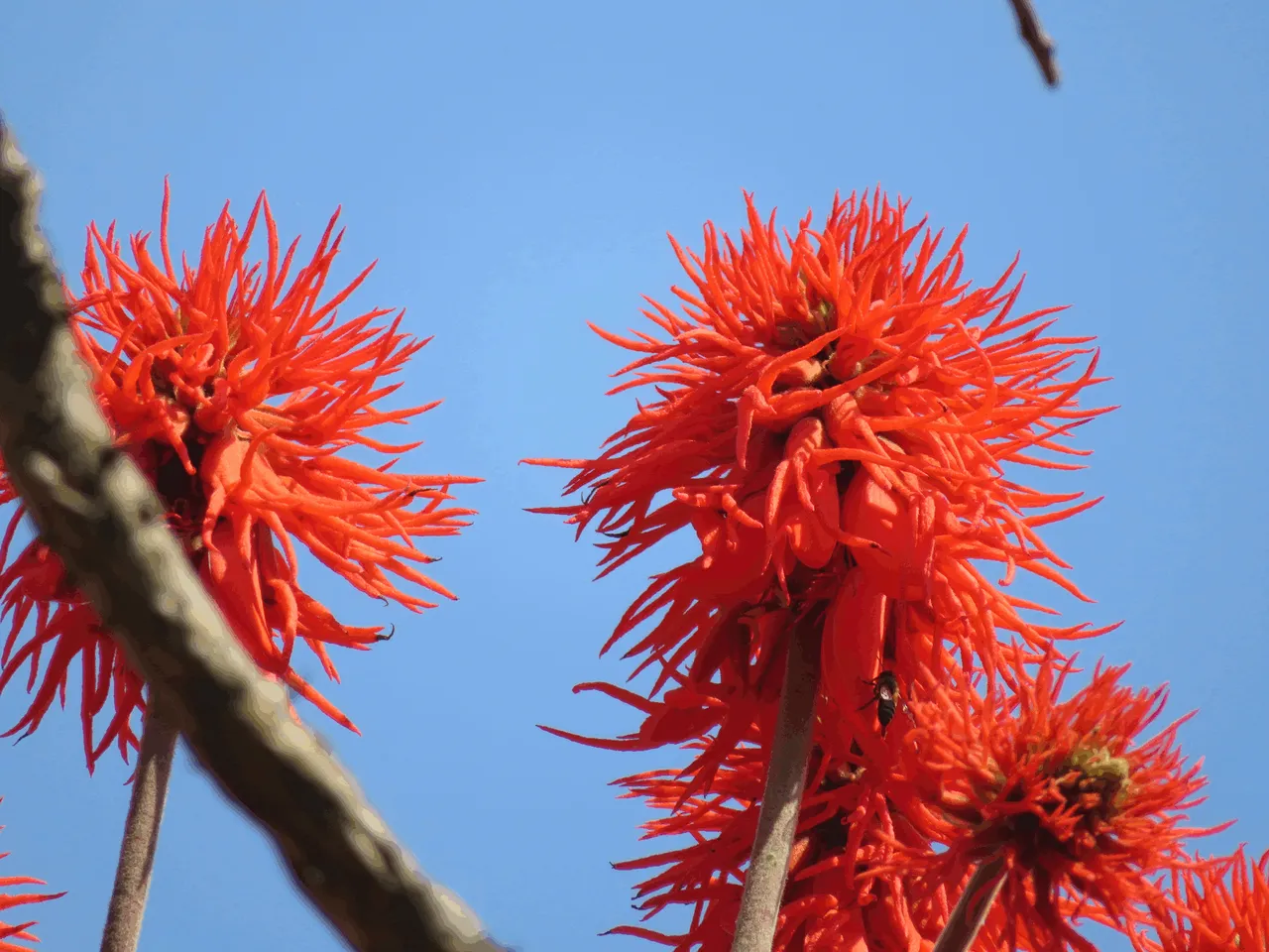 1161-CoralTree.png