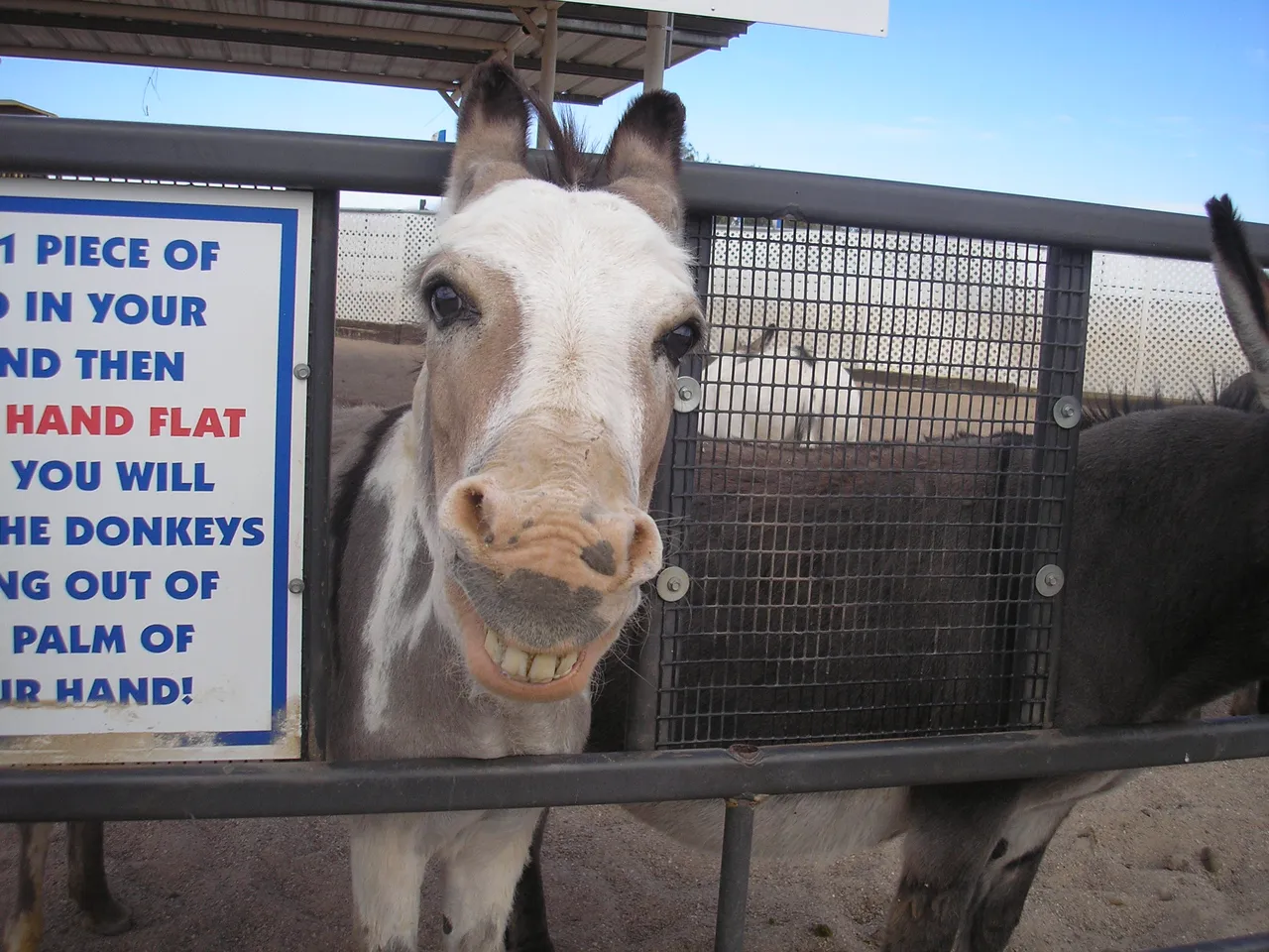 Donkey smile.jpg