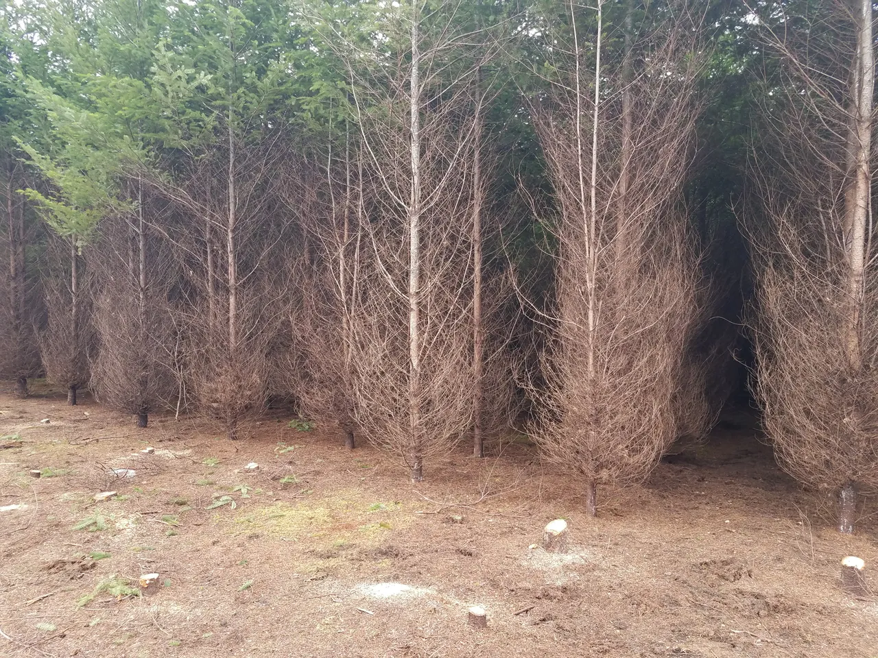 too-many-trees.jpg