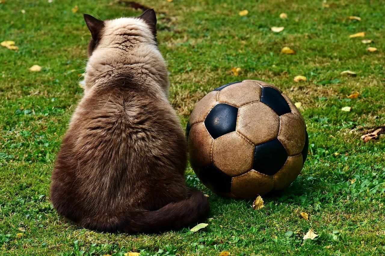 fussball-katze.jpg