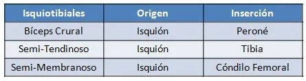 isquiotibiales.JPG