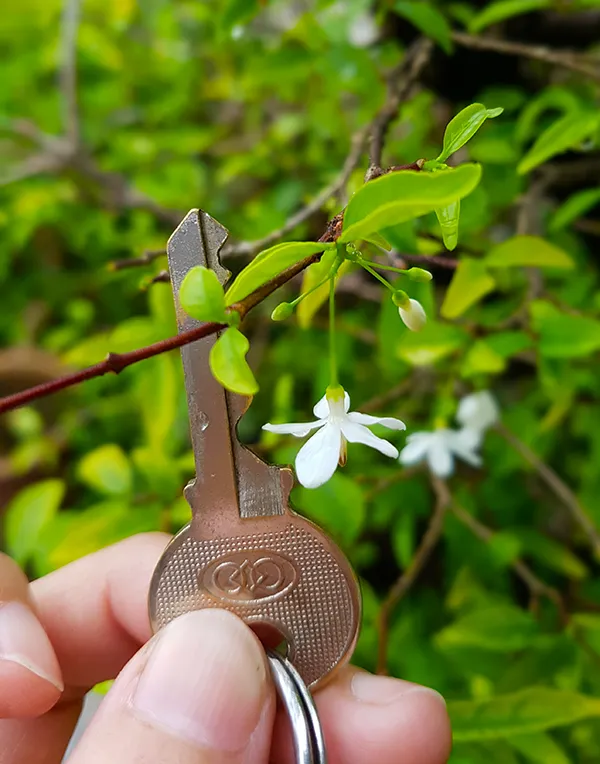 Tiny White02.jpg
