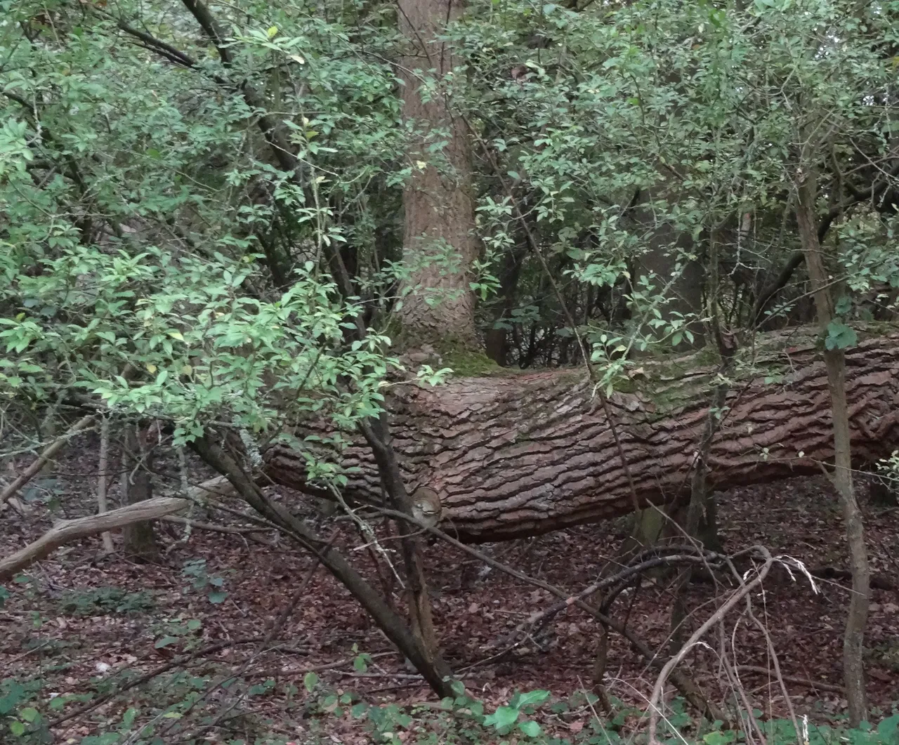 flying trunk.jpg