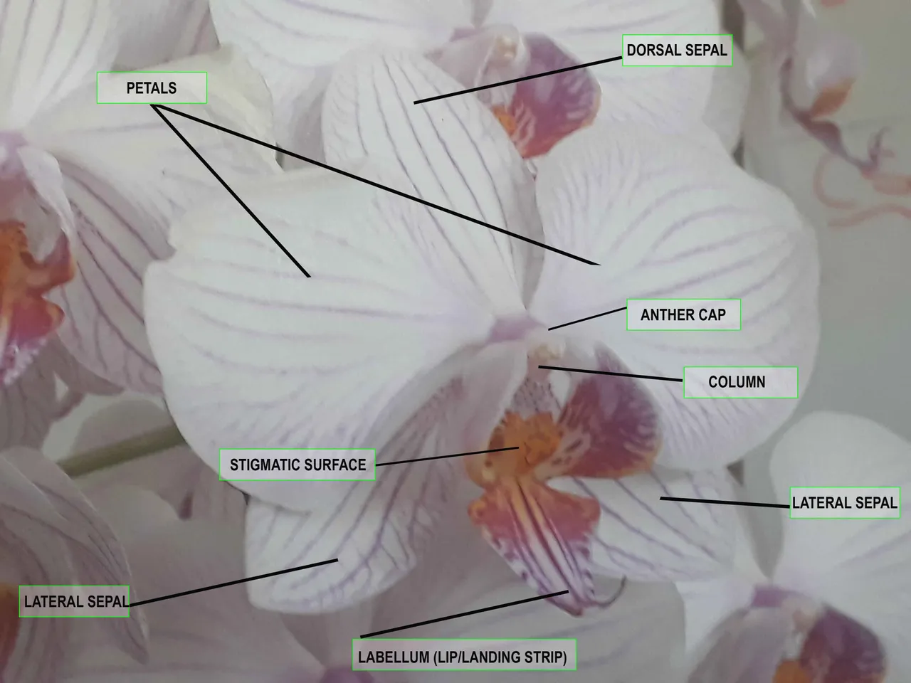Orchid parts.jpg